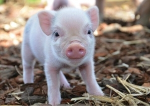 МЕРЫ ПРОФИЛАКТИКИ АФРИКАНСКОЙ ЧУМЫ СВИНЕЙ