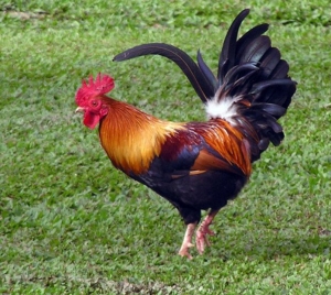 Хвароба Ньюкасла