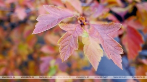 Оранжевый уровень опасности объявлен в Беларуси 3 октября из-за сильного
ветра и дождей