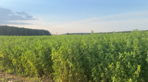 Лукашенко проинспектировал экспериментальные поля на своей малой родине