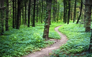 Запреты и ограничения на посещение лесов введены в
116 районах Беларуси