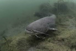 Запрет на вылов сома обыкновенного!