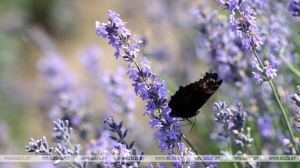 Лавандавы сезон завяршаюць у "Гомельскім правансе"