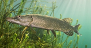 Забарона на вылаў шчупака звычайнай!