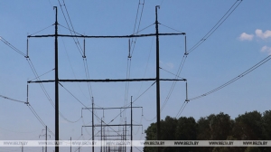 В Гомельской области удалят опасные для ЛЭП деревья: возможны отключения электроэнергии