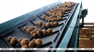 "Без бульбы не обойдемся". Лукашенко о топ-5 любимых растений и аграрных экспериментах