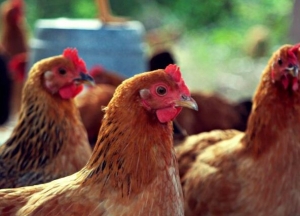 Болезнь Ньюкасла