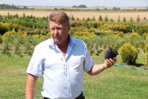 Как туи Борки спасли