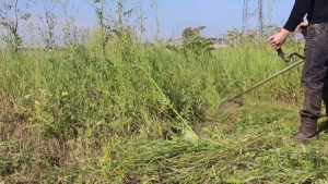В ходе надзорных мероприятий, проведенных прокуратурой Ветковского района, выявлены факты ненадлежащего исполнения требований законодательства, регулирующего вопросы содержания мест погребения.