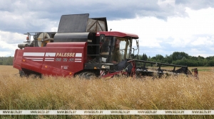 Более 5,1 млн тонн зерна с учетом рапса намолотили в Беларуси