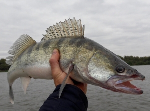 С 15 апреля установлен запрет на лов судака
