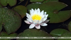 Клумбы са штучнымі вадаёмамі з'явяцца ў Гомелі