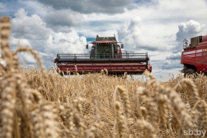 Районы Гомельской области приступили к уборке крупяных культур