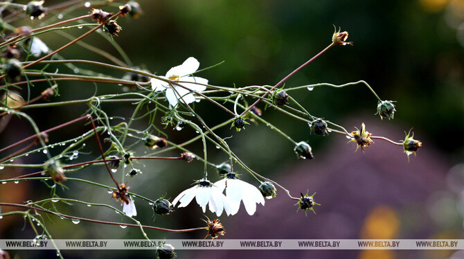 Няўстойлівае з дажджамі надвор'е захаваецца. Сіноптыкі
расказалі, як пачнецца кастрычнік