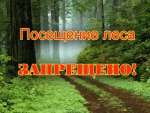 На территории Ветковского района продолжается запрет на посещение лесов