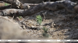 "У дзень 150-167 га". У Гомельскім ДВЛГА распавялі пра пасадку ў рэгіёне новых лясоў