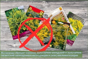 Красивый, но коварный: чем опасен золотарник канадский?