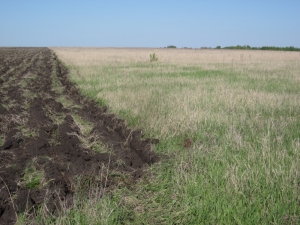 Ветковский район принимает активное участие в работе по наведению порядка на земле, которая активно и планомерно ведётся в области и стране