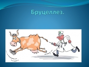 Бруцэлёз - інфекцыйнае захворванне, якое суправаджаецца ліхаманкай, паразай сасудзістай, нервовай і іншых сістэм і асабліва часта апорна-рухальнага апарата