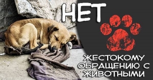 Мы в ответе за тех, кого приручили