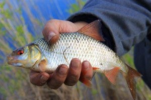 Почти 15 тысяч рублей уплатит браконьер за 64 незаконно выловленные рыбки в озере Чечель близ Старого Села