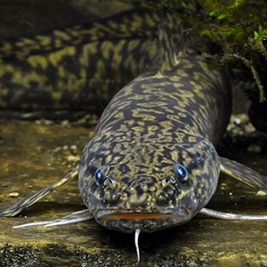 НАЛИМ. Поймал – отпусти!