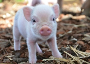 Африканская чума свиней