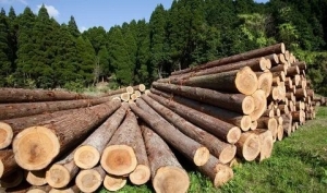 Ветковский райисполком принимает заявки на деловую древесину