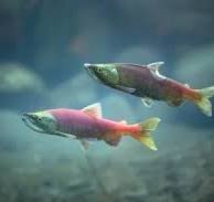 Внимание! Нерест!