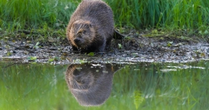 Открыта охота на бобра и выдру