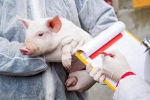 МЕРЫ ПРОФИЛАКТИКИ АФРИКАНСКОЙ ЧУМЫ СВИНЕЙ